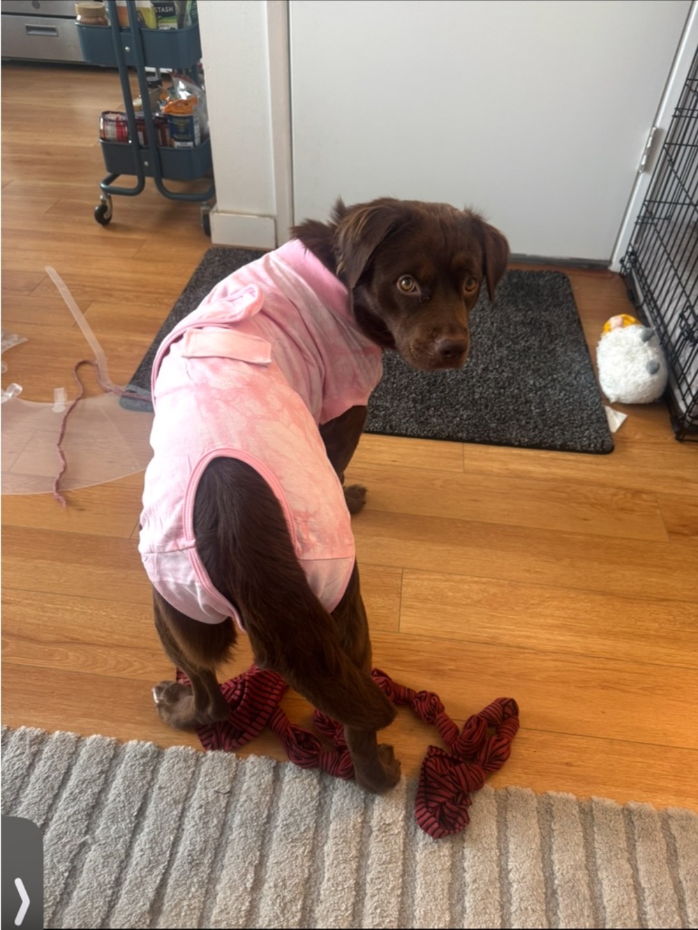 Pink Dog spay Recovery Suit